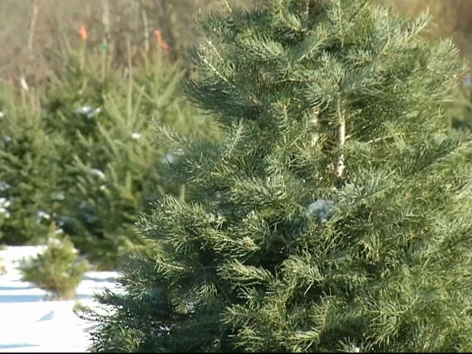 web-bf-christmas-tree-11172019-1jpg