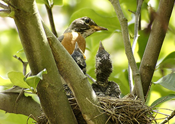 Birds in nest in tree